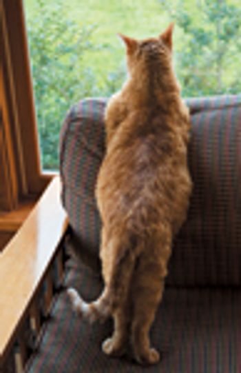 veterinary_diabetic_cat_0511_78701749-721614-1384191791170.jpg