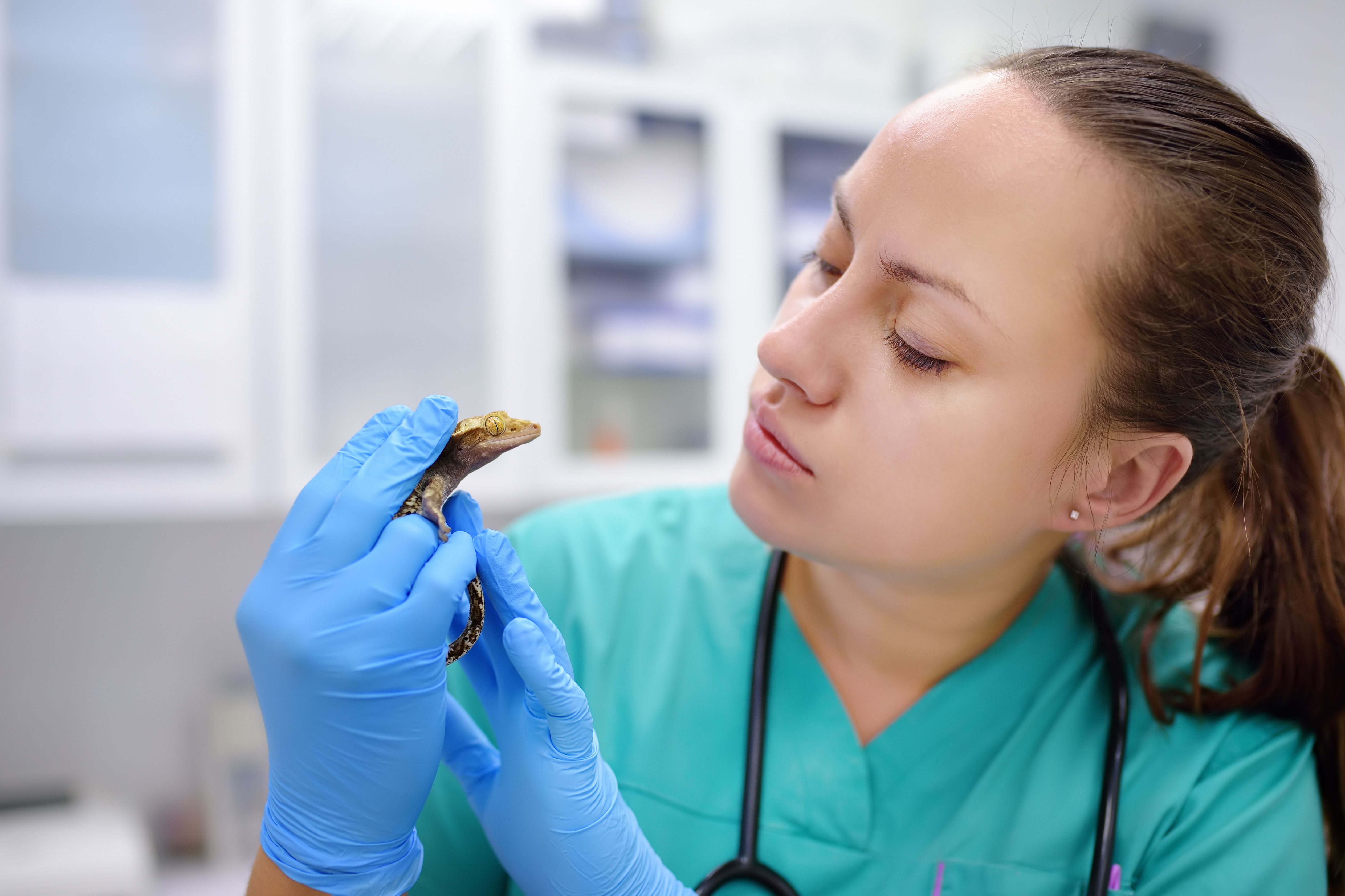 Exotic Animal Veterinarian