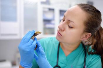Exotic Animal Veterinarian