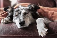 Hydrogel migraine caps and eye masks linked to fatal acrylamide toxicosis in dogs