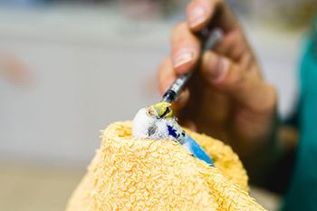 veterinary-bird-feed-towel-AdobeStock-195743357-450px.jpg