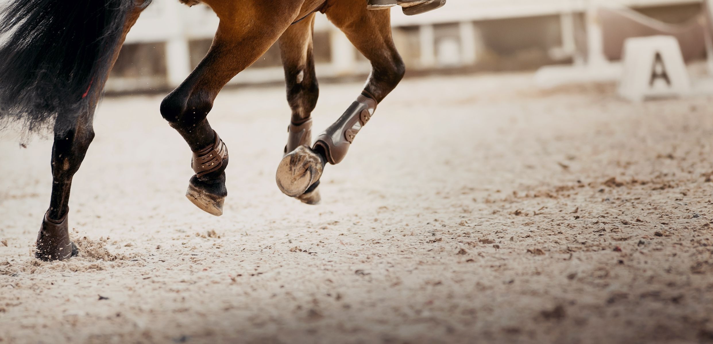 Galloping horse