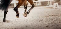 Galloping horse