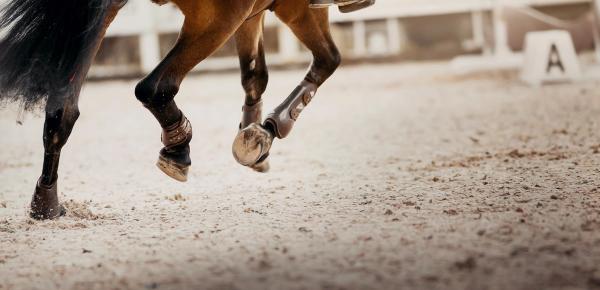 Galloping horse