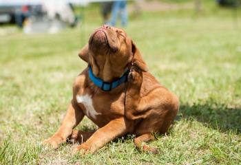 Dog with fleas