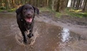 Follow the Leader: Dogs Synchronize Their Movements with Humans