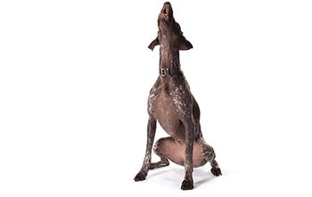 veterinary-dog-howling-AdobeStock_228227491-450.jpg