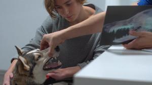 Avoiding iatrogenic jaw fractures during dental extractions