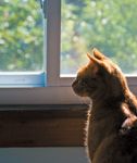 veterinary_geriatricCat-755818-1384166438106.jpg