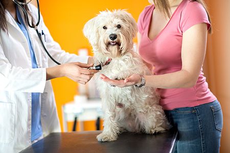 dog at checkup