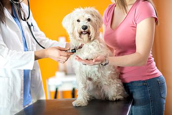 veterinary-dog-with-owner-and-veterinarian_AdobeStock_89232769-450.jpg