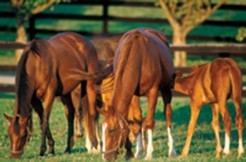 veterinary_hoof_health-676631-1384277266006.jpg