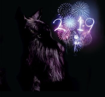 veterinary-dog-resolutions-450px.jpg