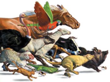 Stampedeanimals-831271-1404215553821.jpg