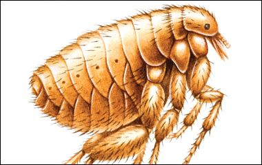 DVM_veterinarynews_flea_tick_flash.l_flash-598096-1384511415868.jpg
