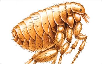 DVM_veterinarynews_flea_tick_flash.l_flash-598096-1384511415868.jpg