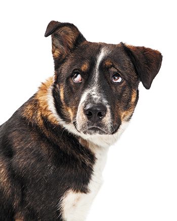 veterinary-closeup-of-an-irritated-dog-lifting-one-ear-and-rolling-his-eyes-up-450px-shutterstock-382444069.jpg