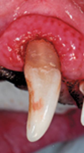 veterinary_0711_bellows_6A-729094-1384189058925.jpg