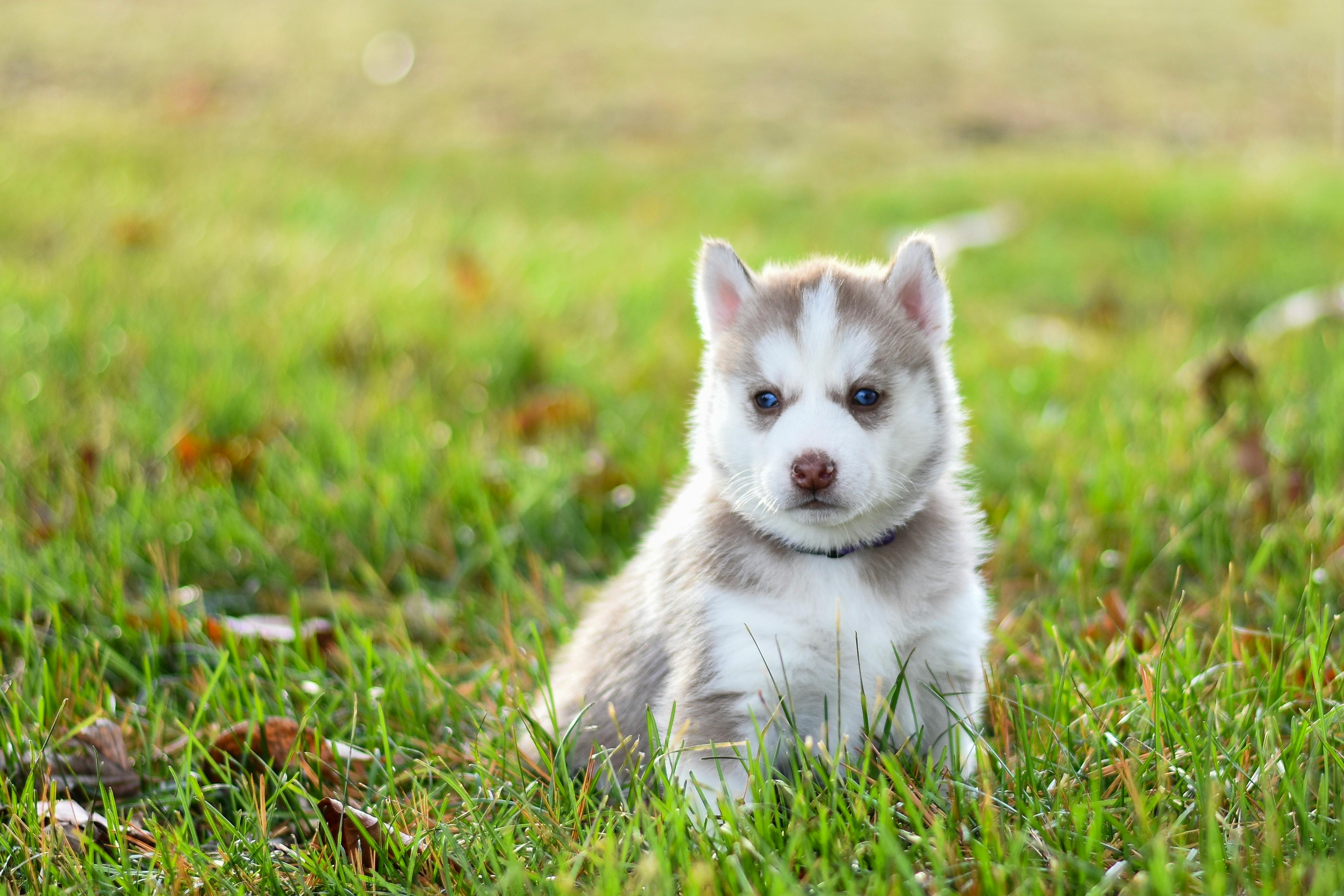 New study shows adding a prebiotic fiber blend to a puppy’s diet supports growth and development and favorable digestive health New study shows adding a prebiotic fiber blend to a puppy’s diet supports growth and development and favorable digestive health