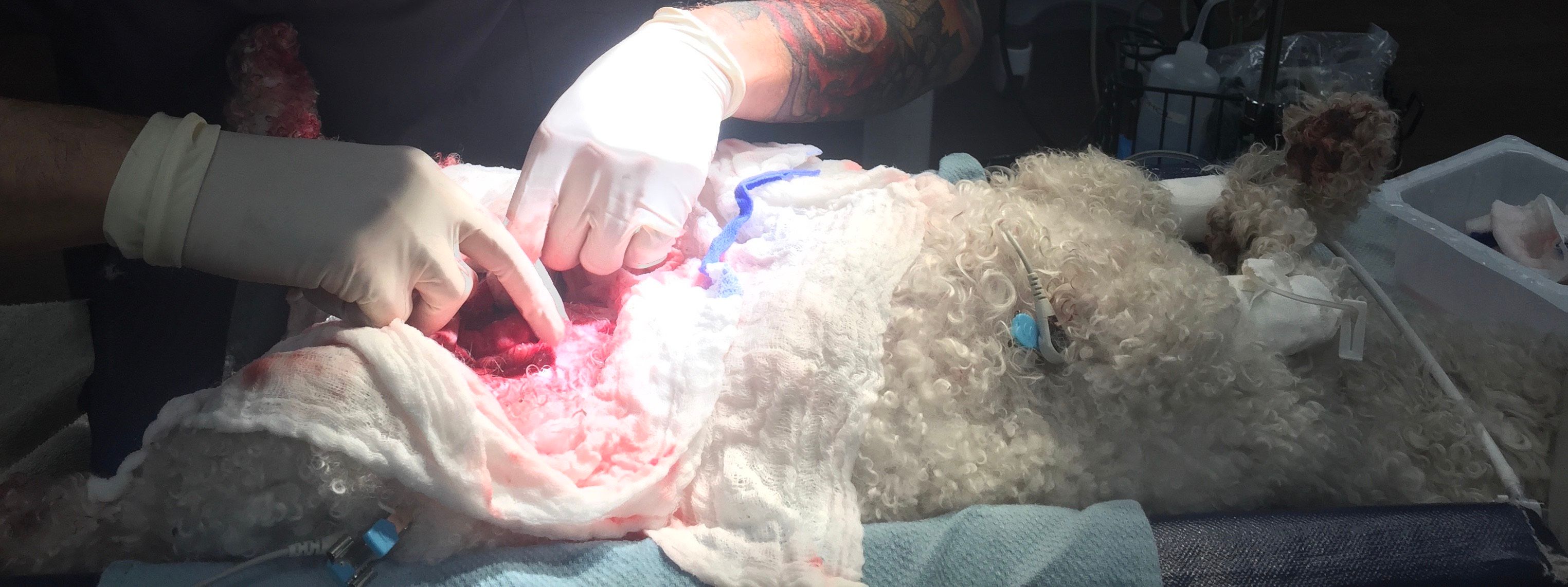 Ellie the dog getting assessed, cleaned and lavaged.