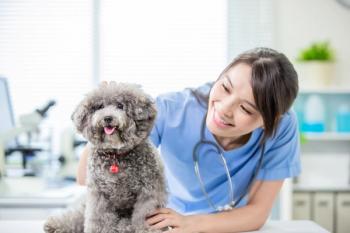 Young veterinarian with canine patient