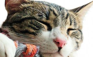 veterinary_cat_sleeping_124024744_450-284-1.jpg