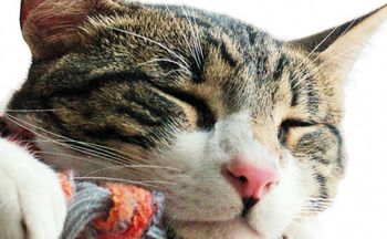 veterinary_cat_sleeping_124024744_450-284-1.jpg