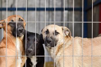 Photo: ValeriyPH/Adobe Stock