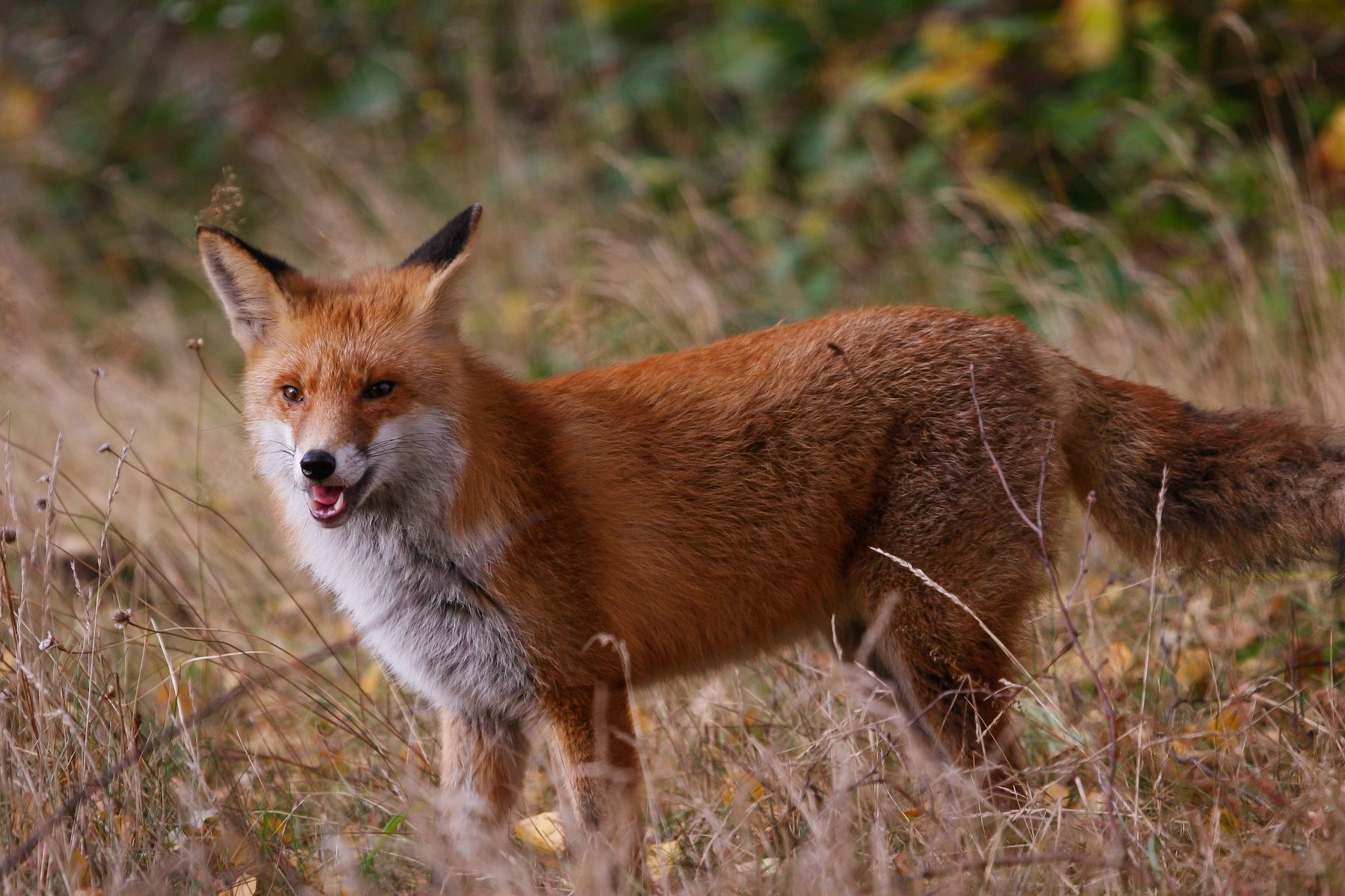 Red Fox