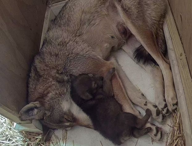 Roger Williams Park Zoo welcomes critically endangered red wolf pup 12 Roger Williams Park Zoo welcomes critically endangered red wolf pup