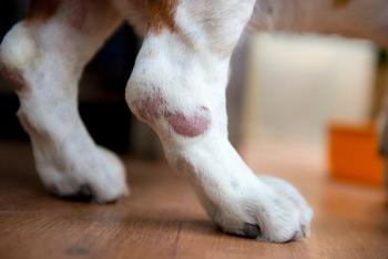 Skin wound