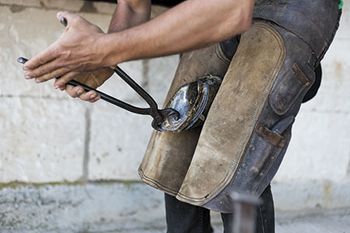 veterinary-young-horse-farrier-working-in-the-early-morning-450px-shutterstock-340864841.jpg