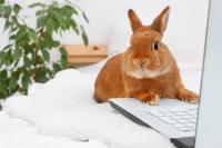 Wrap up: Mid-level veterinary role continues to draw pushback, and other news
