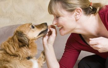 veterinary_treats_dvm360_flash_flash-577953-1384526847741.jpg