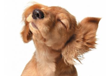 veterinary-dog-shaking-head-ears.jpg