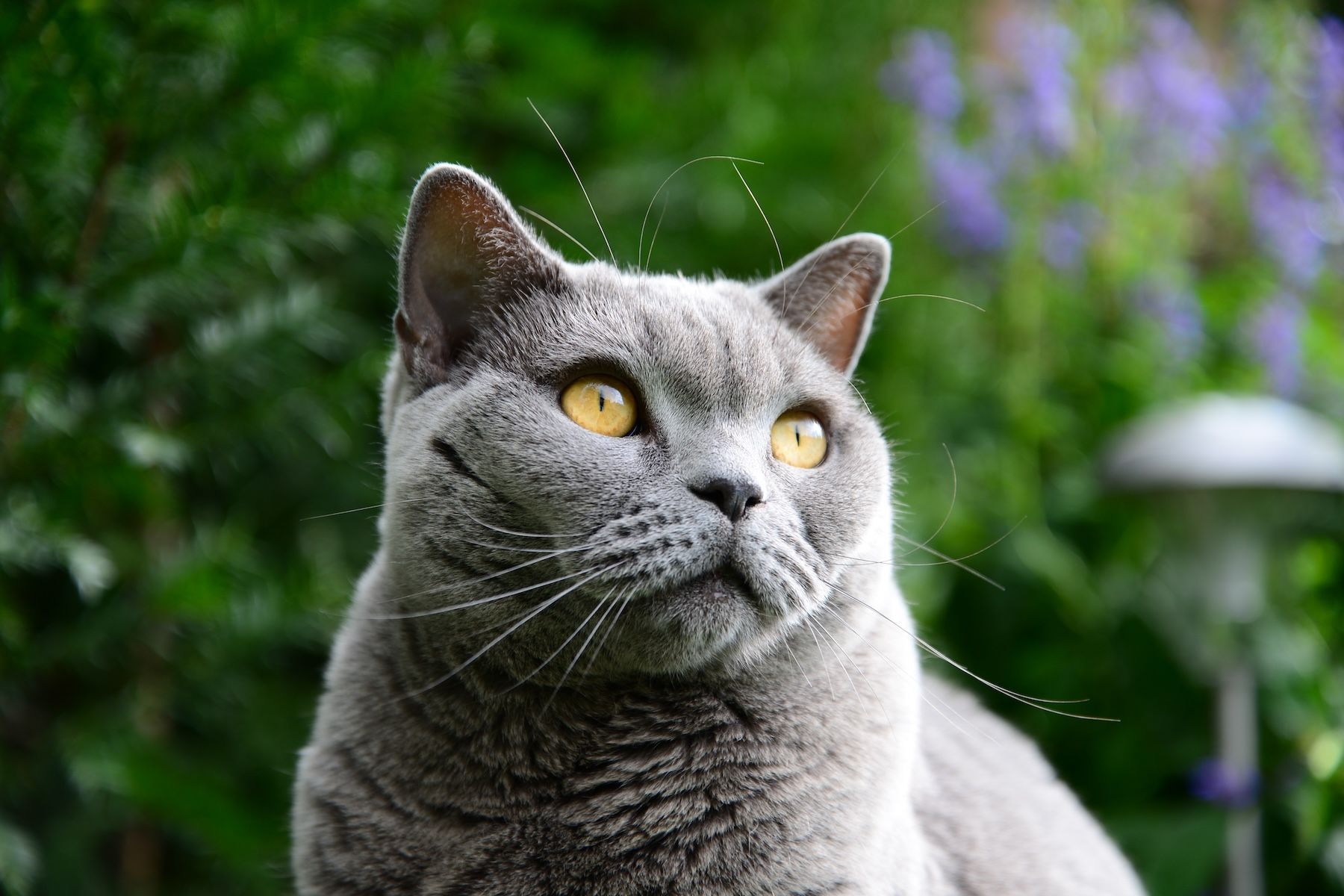 Novel cardiology therapy for cats is launched