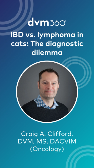 IBD vs. lymphoma in cats: The diagnostic dilemma