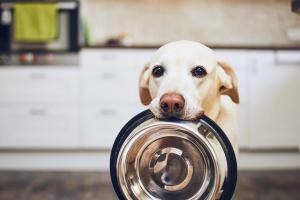 dog with food bowl