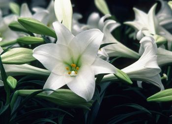 Veterinary_PoisonLily-646789-1384409598689.jpg