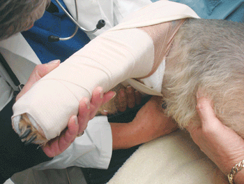veterinary_crowe_6-608372-1384505736657.gif