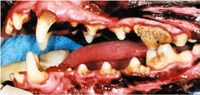 Fig4_stg2_periodontal_disea-700999-1384212032002.jpg