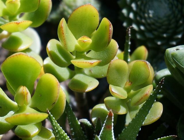 fuzzy succulent plant Kalanchoe tomentosa 'Super Fuzzy' – Succulent Gardens