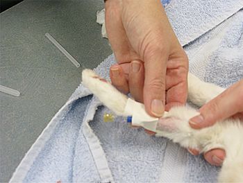 veterinary_9-Taping-in-cath-656539-1384327612246.JPG
