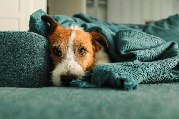 Pets in lower-income households face much higher secondhand smoke exposure, study finds