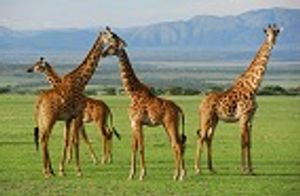 New Discovery Reveals That There Are Four Different Giraffe Species