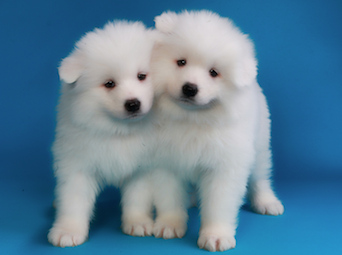 do cloned dogs have the same personality