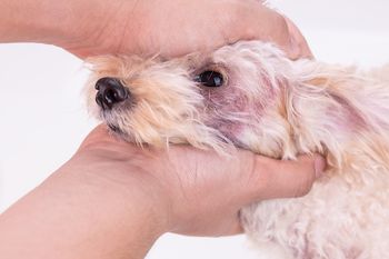 Veterinary dermatology