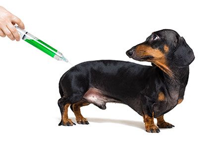 can dogs take human insulin