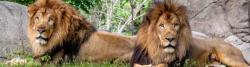 Potential blood transfusion may offer lion chance of survival 