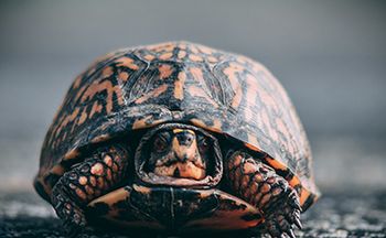 veterinary-turtle-box-turtle-painted-box-AdobeStock_203294005-450.jpg
